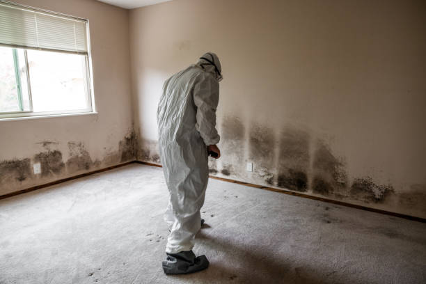 Environmental Consulting for Mold Prevention in Maywood, NJ